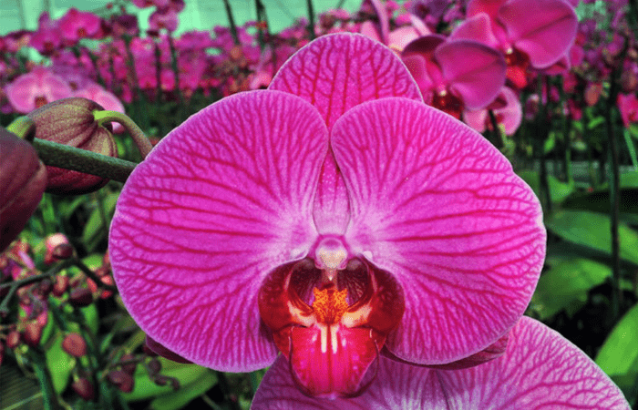 Groeiprognose Phalaenopsis